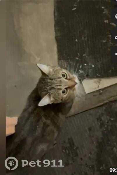 Пропала кошка, Казарменная улица, 9, Владимир - дымчато-коричневая в полоску - photo