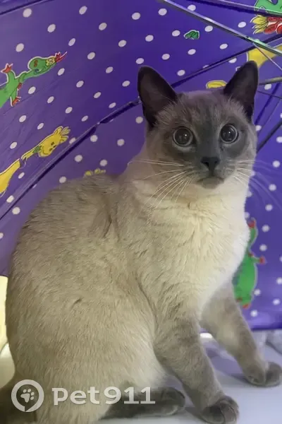 Пропала кошка, улица Патрикеева, Салехард - сиамская или ориентальная - photo