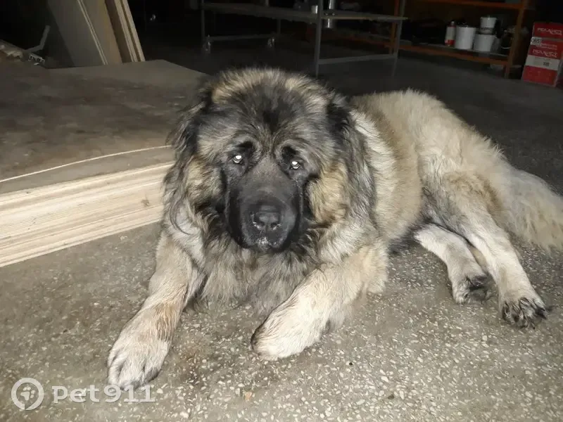 Пропала собака, улица Калинина, 6, Первоуральск - кавказская овчарка по кличке МАЧУС - photo