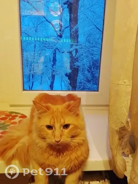 Пропал кот, Ставрополь, Ставропольский край - рыжий и пугливый - photo