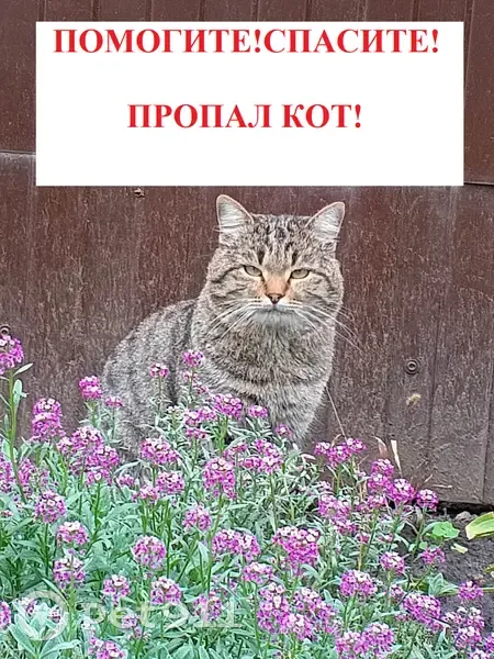 Пропал кот, Почтовая улица, 21, Михайловск - окрас тёмно-серый с чёрными полосами - photo