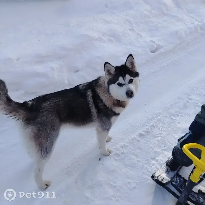 Пропал собака, 5-й Большой Яровой проезд, Саратов - серо-белый окрас и ошейник цвета хаки - photo
