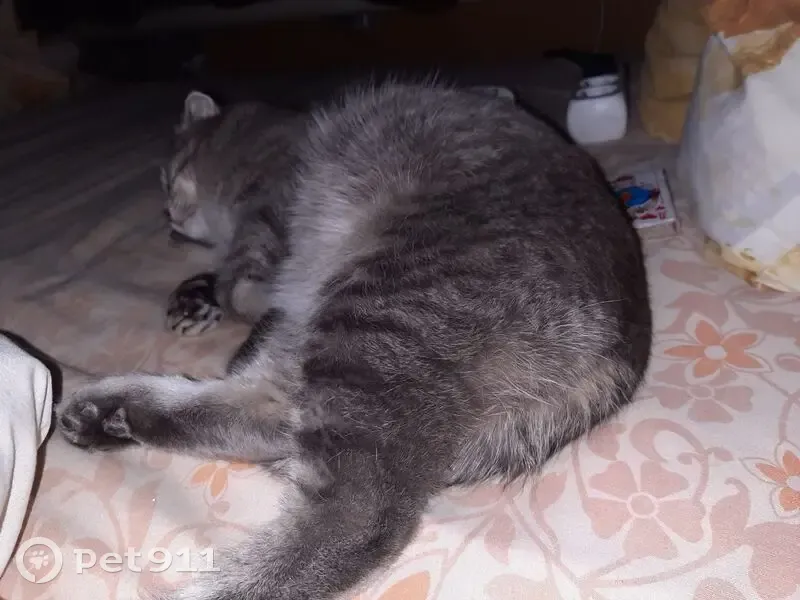 Пропал кот, улица Достоевского, Усмань - вислоухий серый с ранкой на лбу - photo