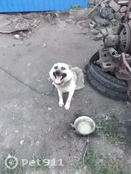 Пропал собака, улица Смирнова, Куликово - кличка Рэкс - photo