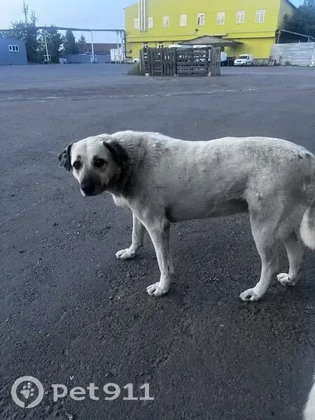 Пропала собака, женский пол, Промышленная улица, 2В, городской округ Мичуринск - photo