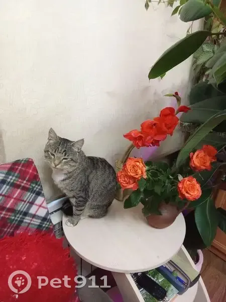 Пропал кот, 1-я улица Вагонников, Тверь - крупный серый с кисточками на ушах - photo