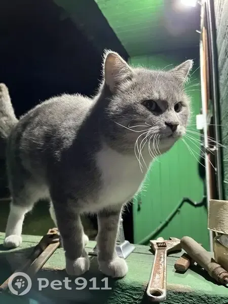 Пропал кот, улица Константина Минвалиева, 15, Митькино - photo