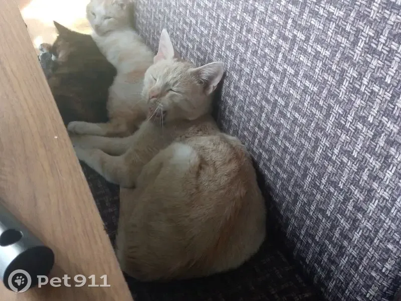Пропал кот, Полевая улица, Камень-на-Оби - рыжий - photo