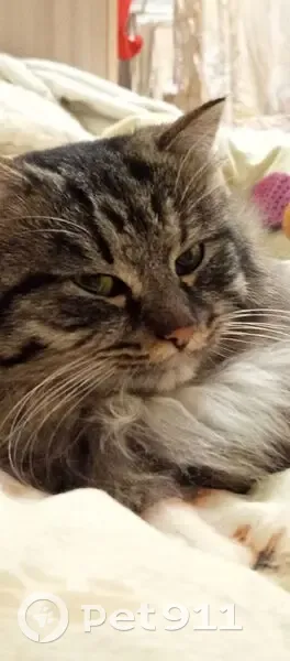 Пропал кот, Бородинская улица, 7, Бородино - пушистый и ласковый - photo