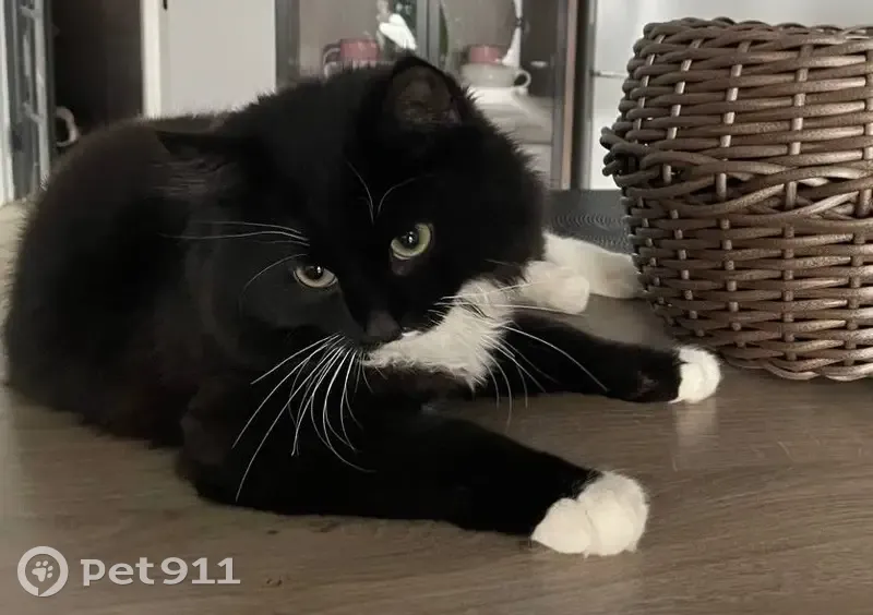 Пропал кот, Ново-Профинтерновская улица, Смоленск - черно-белый окрас с зелеными глазами - photo