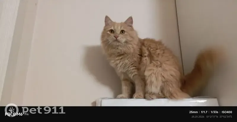 Пропала кошка, Творческая улица, 11, Старый Оскол - рыжий мейн-кун с зелёными глазами - photo