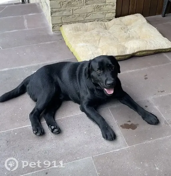 Пропала собака, мужской, Авиационная улица, Ставрополь - чёрный, добрый - photo
