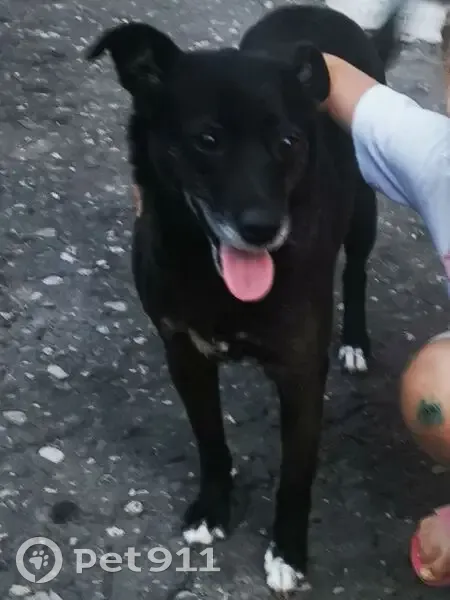 Пропала собака, Пятигорск - чёрная с белыми лапками и грудью - photo