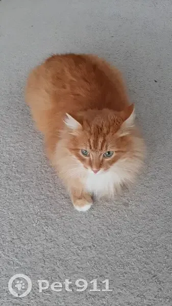 Пропал кот, улица Гоголя, 26, Кудымкар - откликается на кличку Лекс - photo