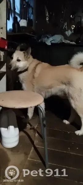 Найдена собака, Безымянная улица, Пермь - лайка, девочка - photo