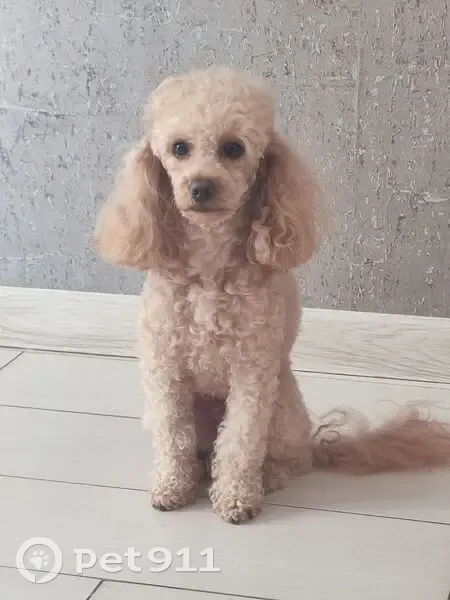 Пропал собака, Физкультурная улица, 52, Новосибирск - светлый окрас, очень добрый - photo