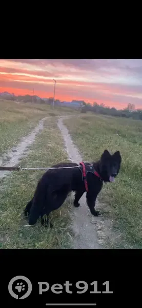 Пропала собака, Крымская улица, 129, Зеленокумск - немецкая овчарка - photo
