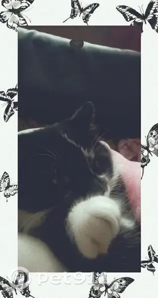 Пропал кот, улица Кольцова, 2, Заволжское - очень упитанный и крупный - photo