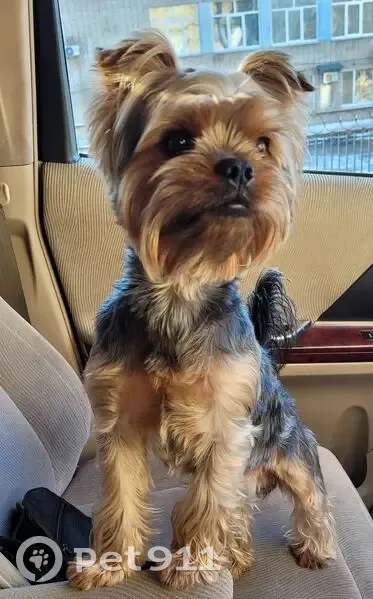 Пропал собака, Овражная улица, 73, Трудовое - пепельно-коричневый, очень контактный - photo