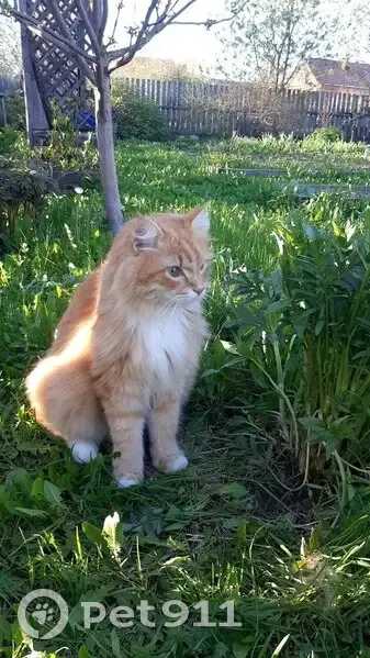 Пропал кот, улица Гоголя, 25, Кудымкар - хрипло мяукает - photo