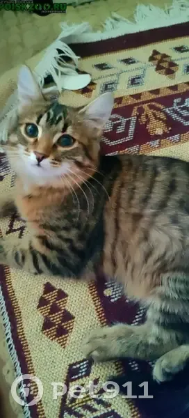 Пропала кошка, Саранск, Мордовия - откликается на кличку Алиса - photo