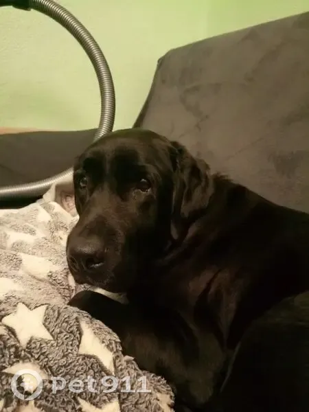 Пропала собака, женская, улица Фрунзе, Краснодар - крупная, стройного телосложения - photo