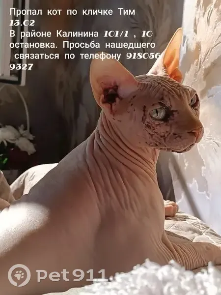 Пропал кот, улица Калинина, 101/1, Темрюк - сфинкс с бежевой кожей - photo