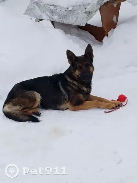 Пропала собака, женская, городской округ Кирсанов, Тамбовская область - чепрачная, дружелюбная - photo