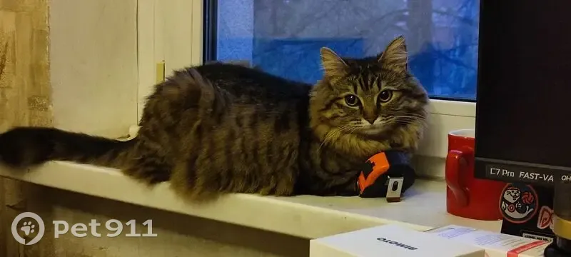 Пропала кошка, Нижняя Красносельская улица, 44, Москва - пропала в течение дня - photo