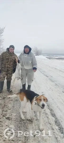 Пропал собака, Железнодорожный переулок, Октябрьск - русская пегая гончая - photo