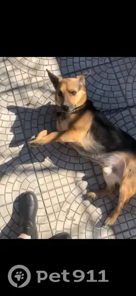 Пропал собака, Клюквенская улица, 8, Курск - по кличке Кузя с ошейником - photo