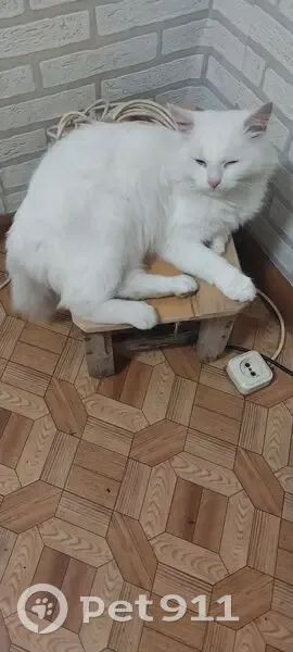 Пропал кот, Набережная улица, Ишеевка - белый пушистый глухой - photo