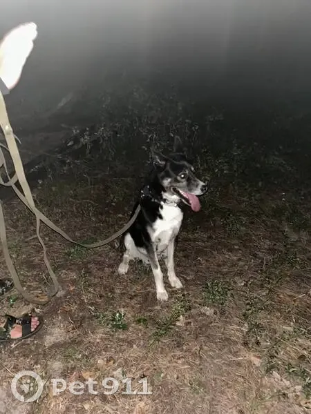 Пропала собака, Сомово, Воронежская область - Марс с ошейником и поводком - photo