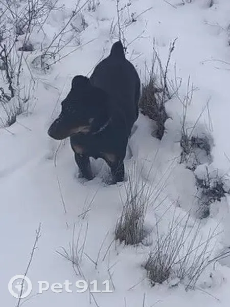 Пропала собака, женский пол, улица Тюхова, 90, Романовская - photo