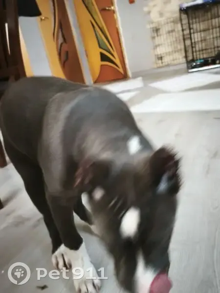 Пропал собака, мужской, улица Тухачевского, 214, Астрахань - голубой окрас - photo