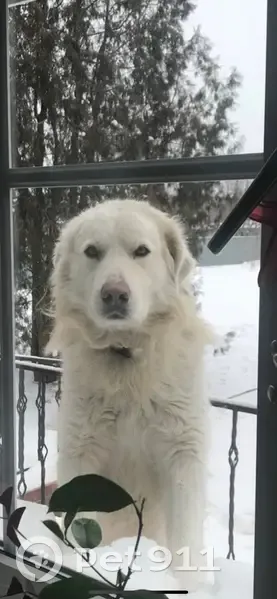 Пропал собака, улица Зевина, 45, Волгоград - мальчик с розовым воротником - photo