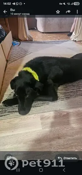 Пропала собака, Якутск, Республика Саха (Якутия) - девочка, черный окрас - photo