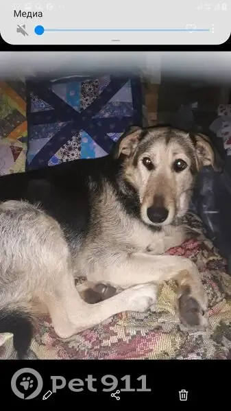 Пропала собака, женский пол, 46Н-09067, Балабаново - photo