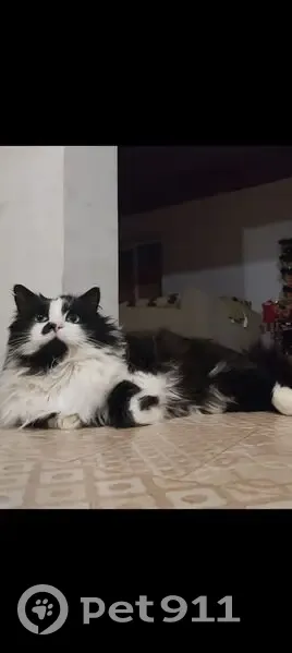 Пропал кот, улица Суворова, Кабицыно - чёрно-белый, откликается на Черныш - photo