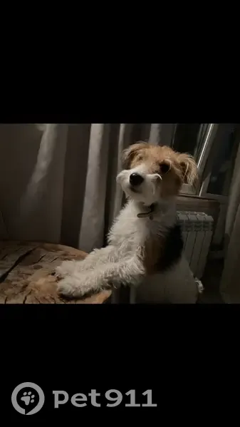 Пропала собака, 46К-8490, Лесной - фокстерьер, окрас чёрно-белый - photo