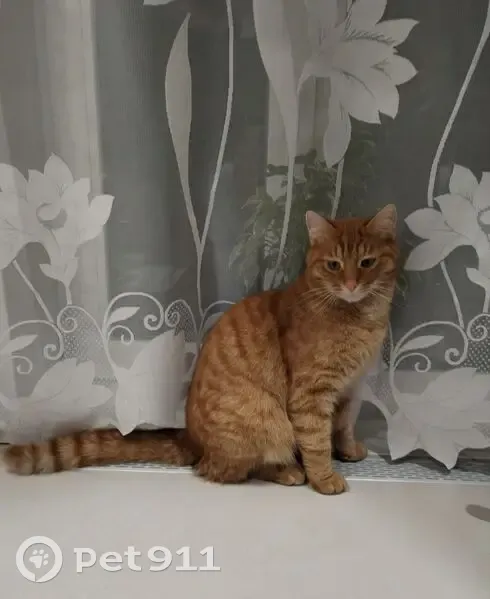 Пропал кот, улица Разина, 47, Арзамас - яркорыжий, гладкошёрстный - photo