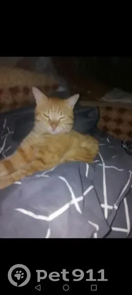 Пропал кот, проспект Мира, Рыбинск - рыжий с белым полосатым хвостом - photo