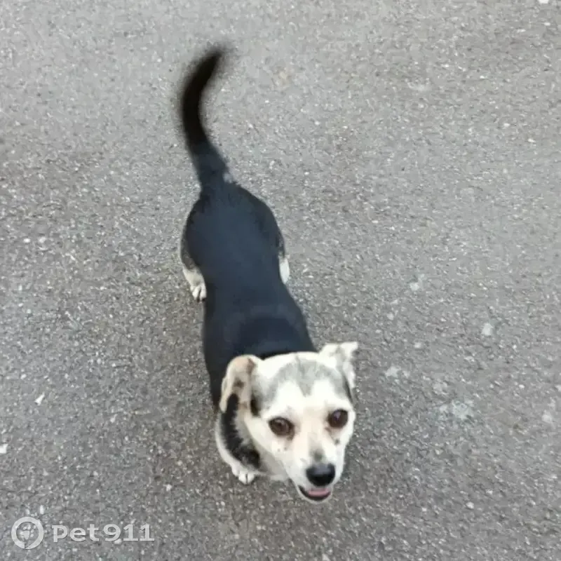 Пропал собака, улица Тупикина, Малая Каменка - по кличке Кузя - photo