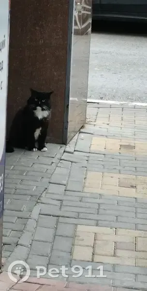 Пропал кот, улица Островского, 134, Геленджик - кастрирован, не гулящий - photo