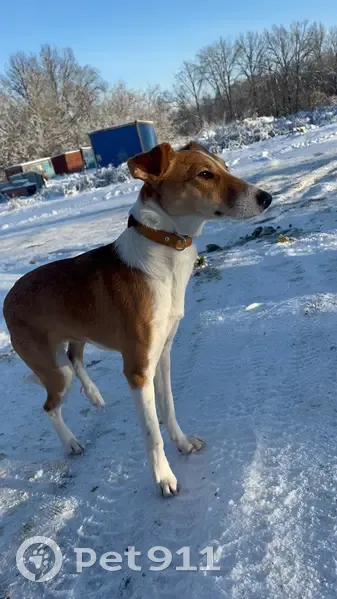 Пропала собака, Школьная улица, Ездоное, Чернянка - не наступает на заднюю левую лапку - photo