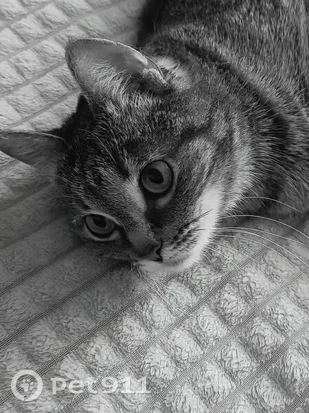 Пропала кошка, Звёздная улица, Малоярославец - серый окрас - photo