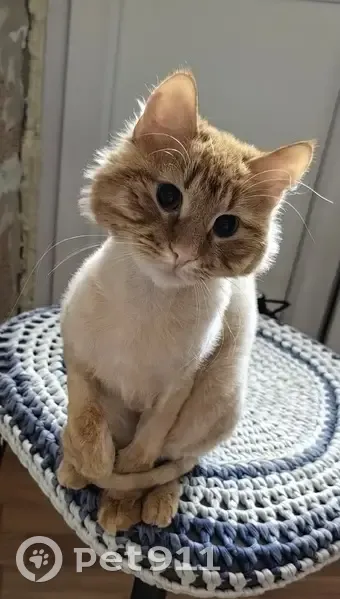 Пропал кот, Профсоюзная улица, 4, Киров - отзывается на кличку Кузя - photo