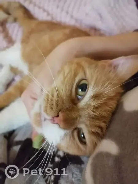 Найдена кошка, Таганрогская улица, 112 к3, Ростов-на-Дону - рыже-белый кастрированный - photo