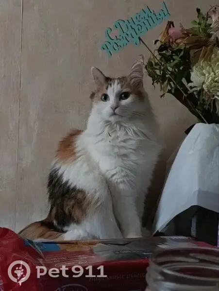 Пропала кошка, улица Елькина, 84В, Челябинск - выпрыгнула из окна первого этажа - photo