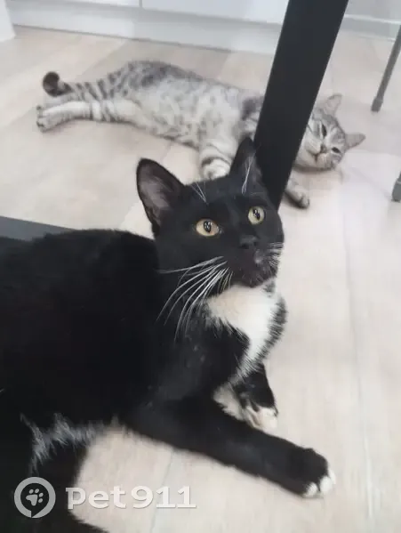 Пропал кот, улица Маяковского, 18, Бузулук - черный с белым пятном под шеей - photo